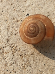 Cathaica fasciola