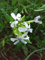 Saponaria officinalis