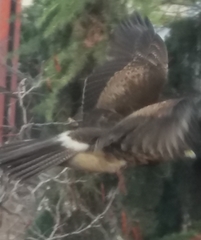 Parabuteo unicinctus unicinctus