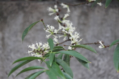 Phaleria macrocarpa