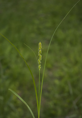 Carex gravida