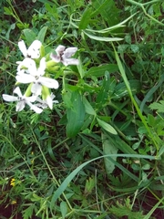 Saponaria officinalis