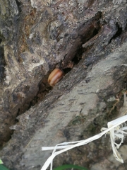 Cathaica fasciola