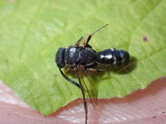 Sapygidae
