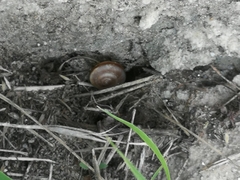 Cathaica fasciola