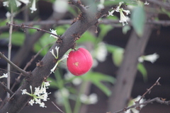 Phaleria macrocarpa