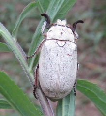 Polyphylla alba