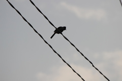 Pycnonotus aurigaster