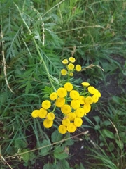 Tanacetum vulgare
