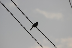 Pycnonotus aurigaster