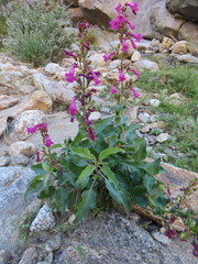 Penstemon clevelandii