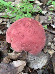 Baorangia