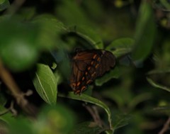 Papilio menatius victorinus