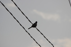 Pycnonotus aurigaster