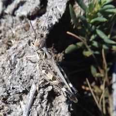 Dociostaurus maroccanus