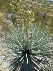 Yucca rigida