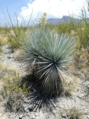 Yucca rigida