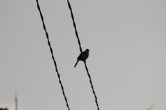 Pycnonotus aurigaster