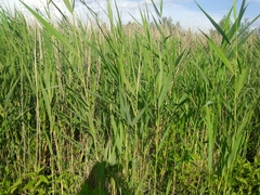 Acrocephalus scirpaceus