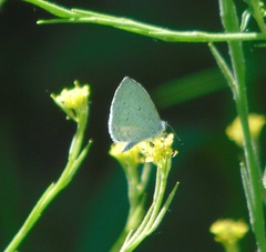 Celastrina neglecta