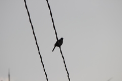 Pycnonotus aurigaster