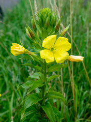 Oenothera × fallax