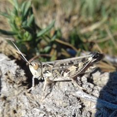 Dociostaurus maroccanus