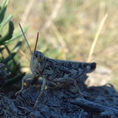 Dociostaurus maroccanus