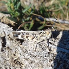 Dociostaurus maroccanus