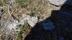 Dociostaurus maroccanus