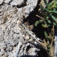 Dociostaurus maroccanus