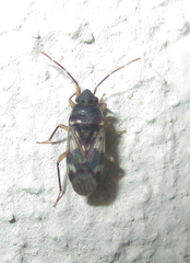 Lophoraglius