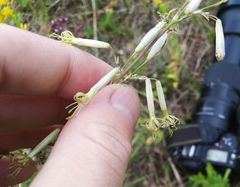 Silene chlorantha