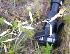 Silene chlorantha