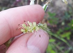 Silene chlorantha