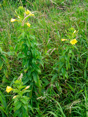 Oenothera × fallax