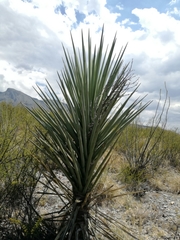 Yucca rigida