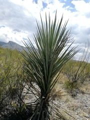 Yucca rigida