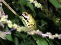 Kurixalus berylliniris