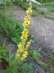 Verbascum nigrum