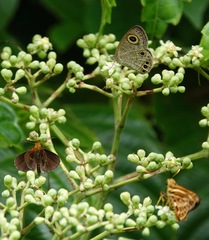 Iambrix salsala salsala