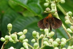 Iambrix salsala salsala