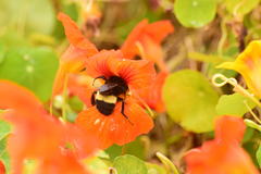 Bombus crotchii