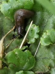 Deroceras laeve