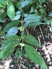 Lasianthus curtisii