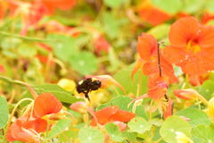 Bombus crotchii