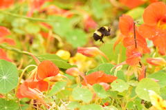 Bombus crotchii