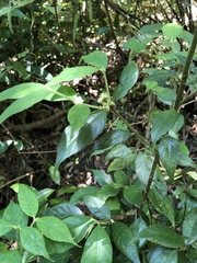 Lasianthus curtisii