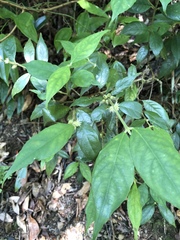 Lasianthus curtisii