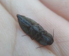 Prosternon tessellatum